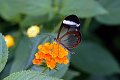 Greta oto Glasvlinder vlinder vlinders butterfly butterflies papillon papillons